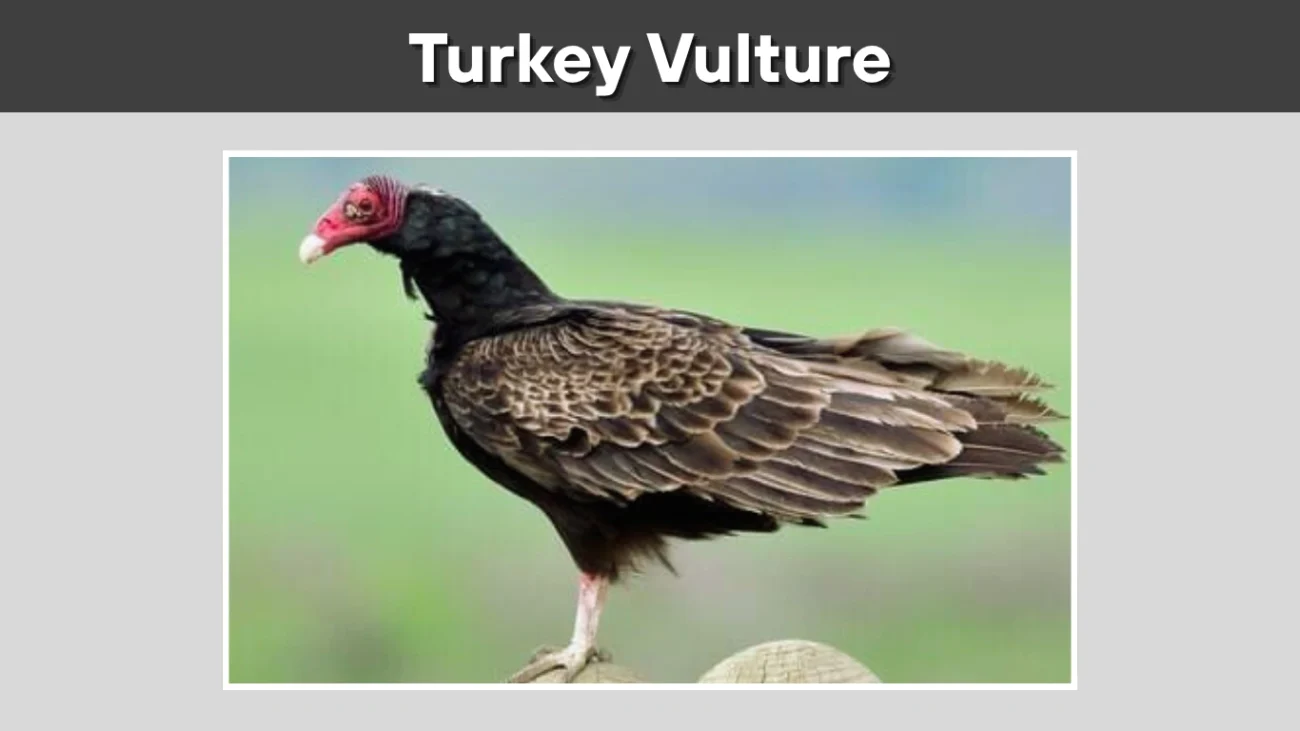 Turkey Vulture