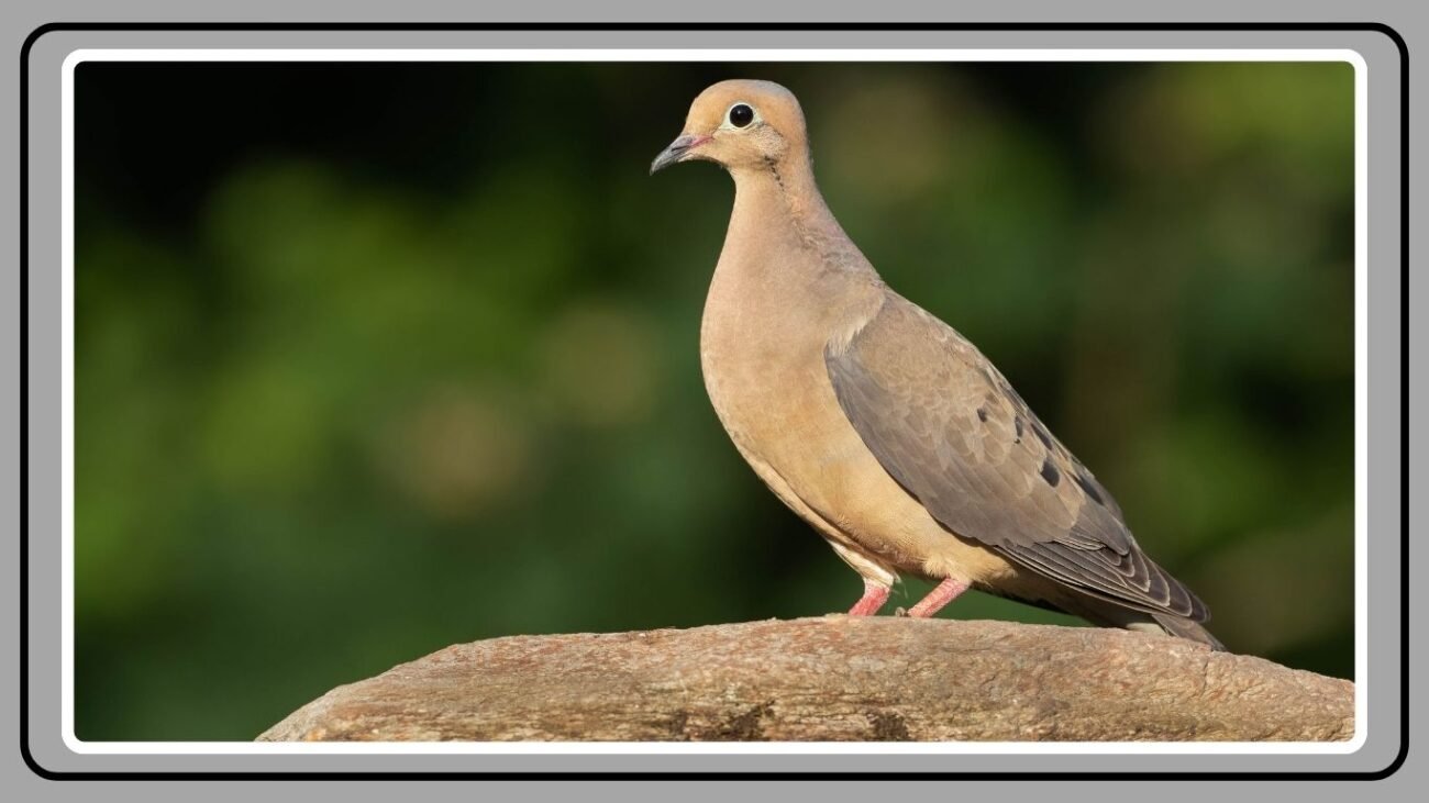 Are Mourning Doves Endangered Species?