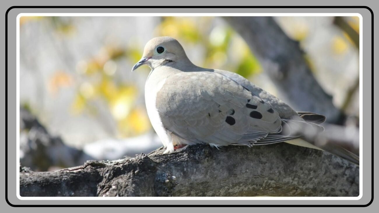 Conservation Status Globally and Regionally