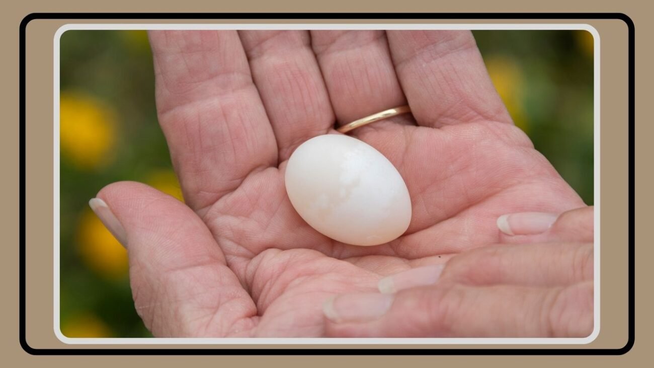 Mourning Dove Eggs