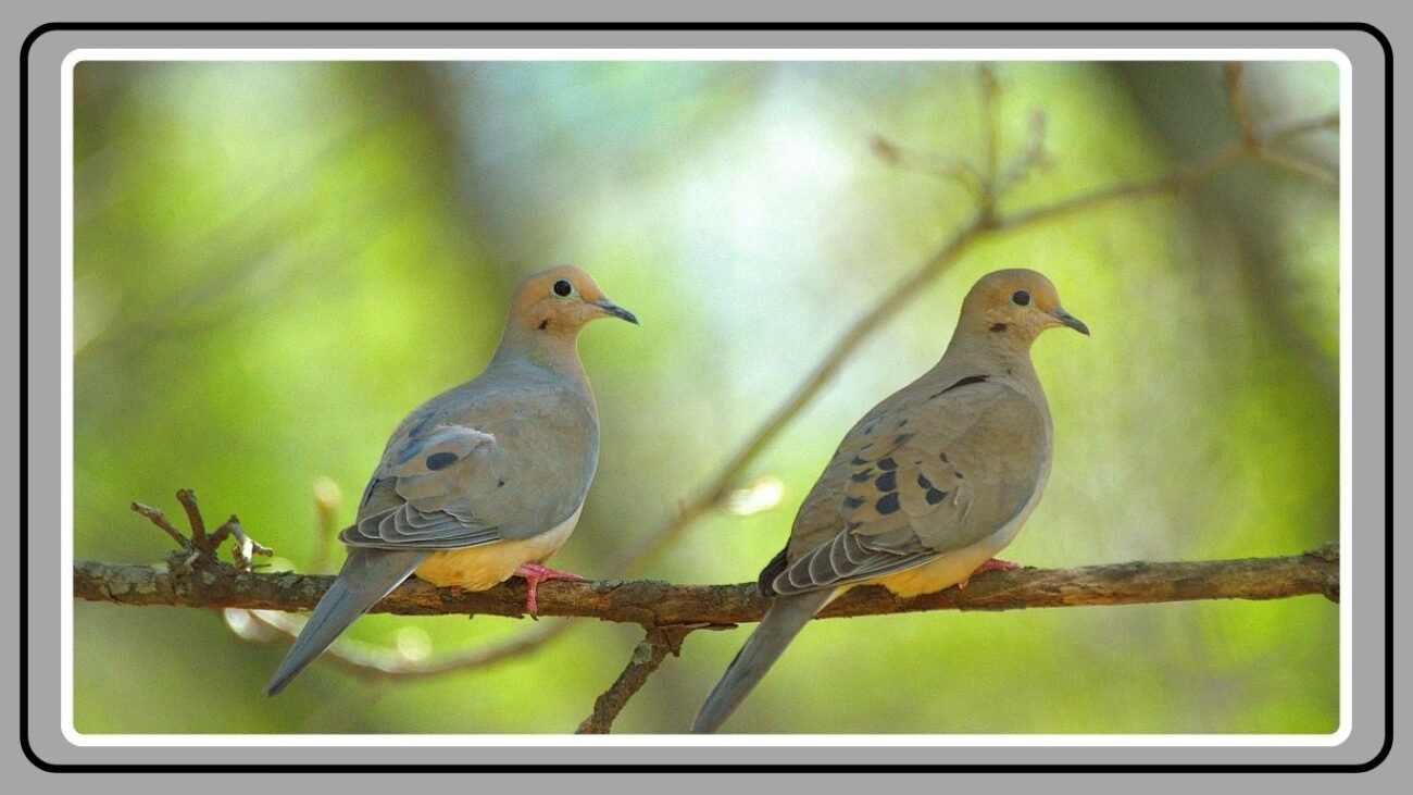 Mourning Dove Population Trends