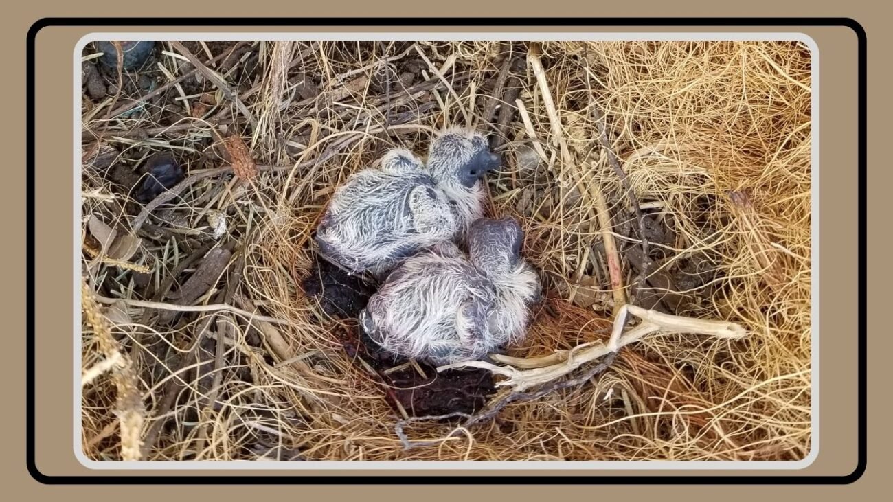 Mourning Dove Baby