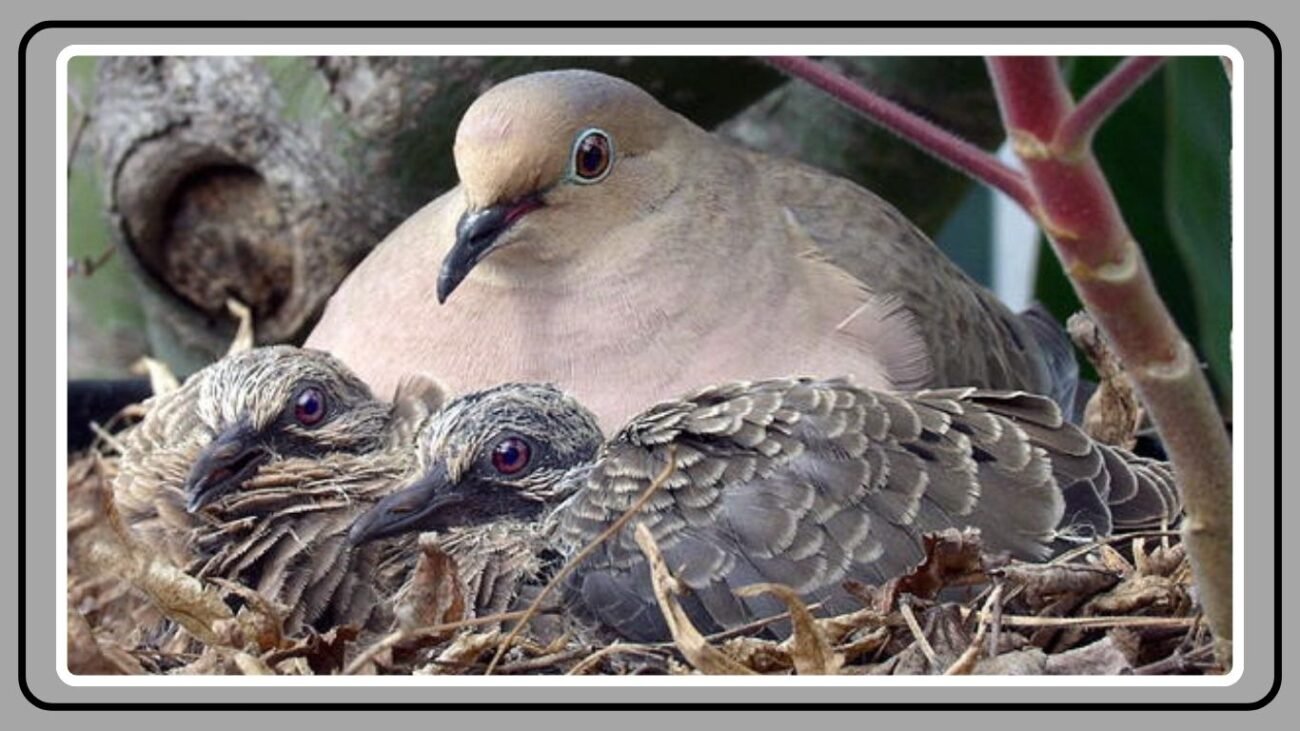 Threats to Mourning Dove Populations