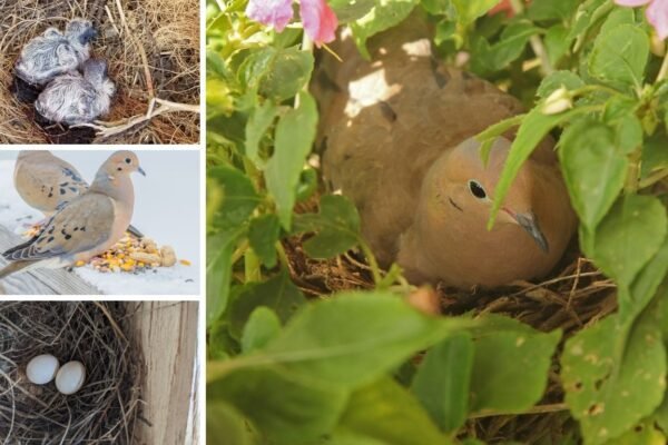 Mourning Dove Nest, Eggs, Babies, Diet