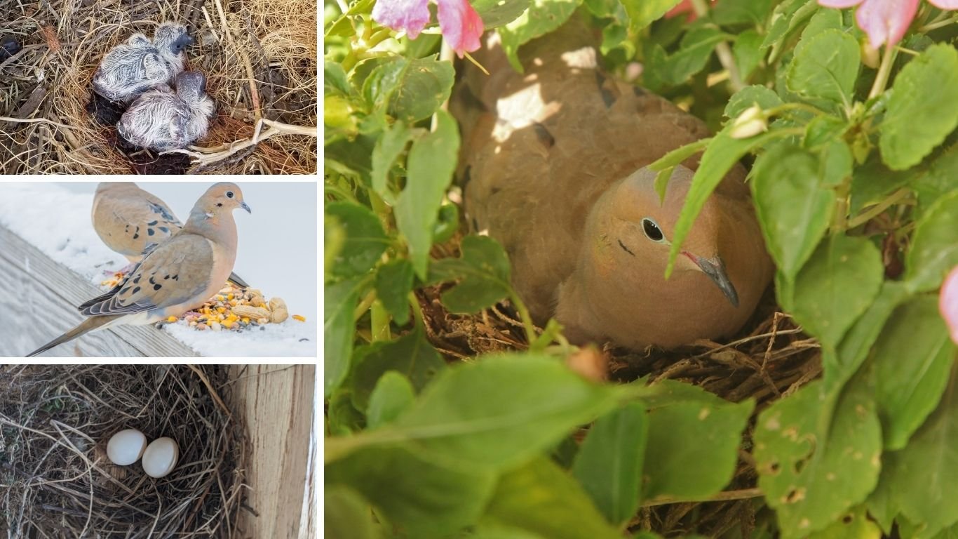 Mourning Dove Nest, Eggs, Babies, Diet