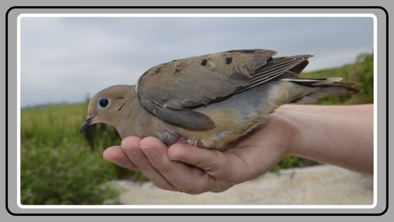 Conservation Efforts and Community Involvement