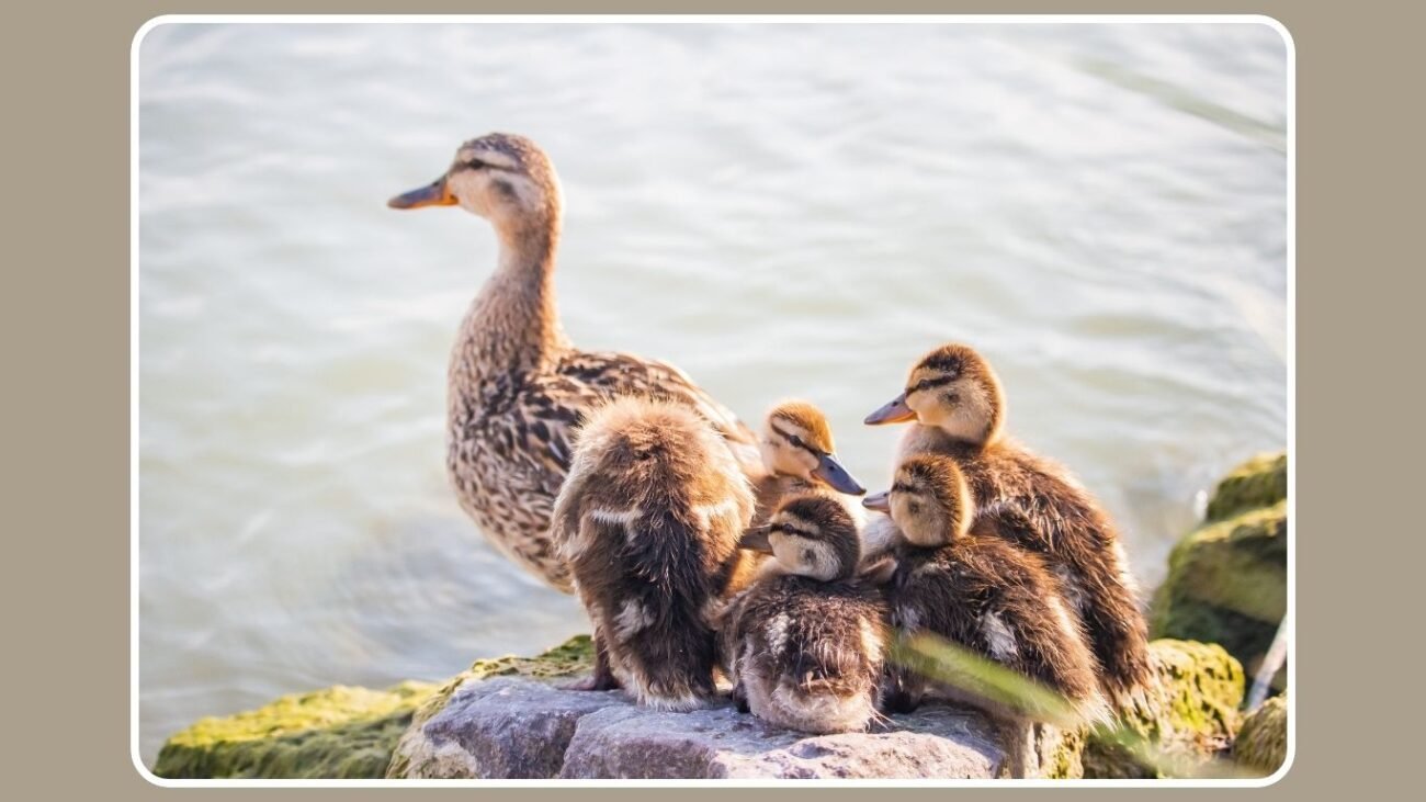 Main Types of Duck Habitats
