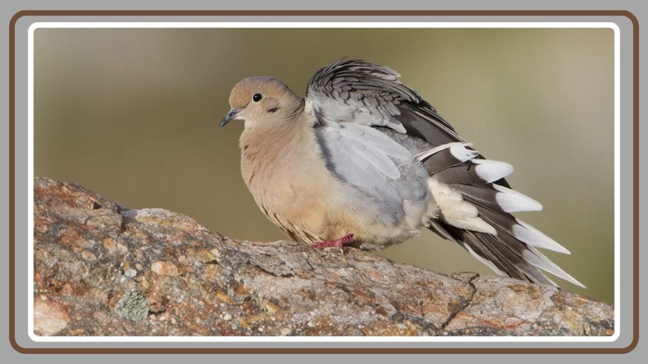 Do Mourning Doves Show Aggression?