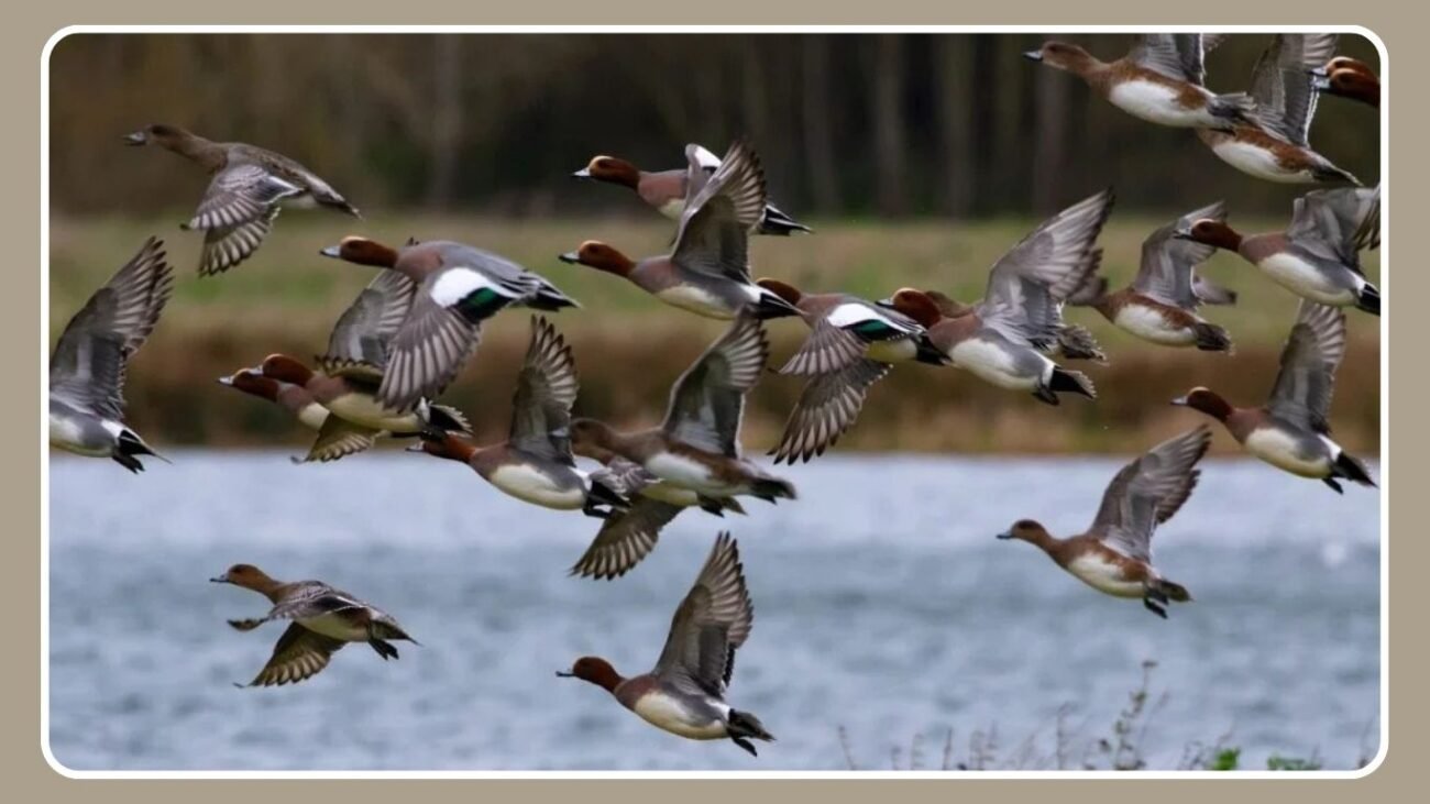 Seasonal Migration Patterns