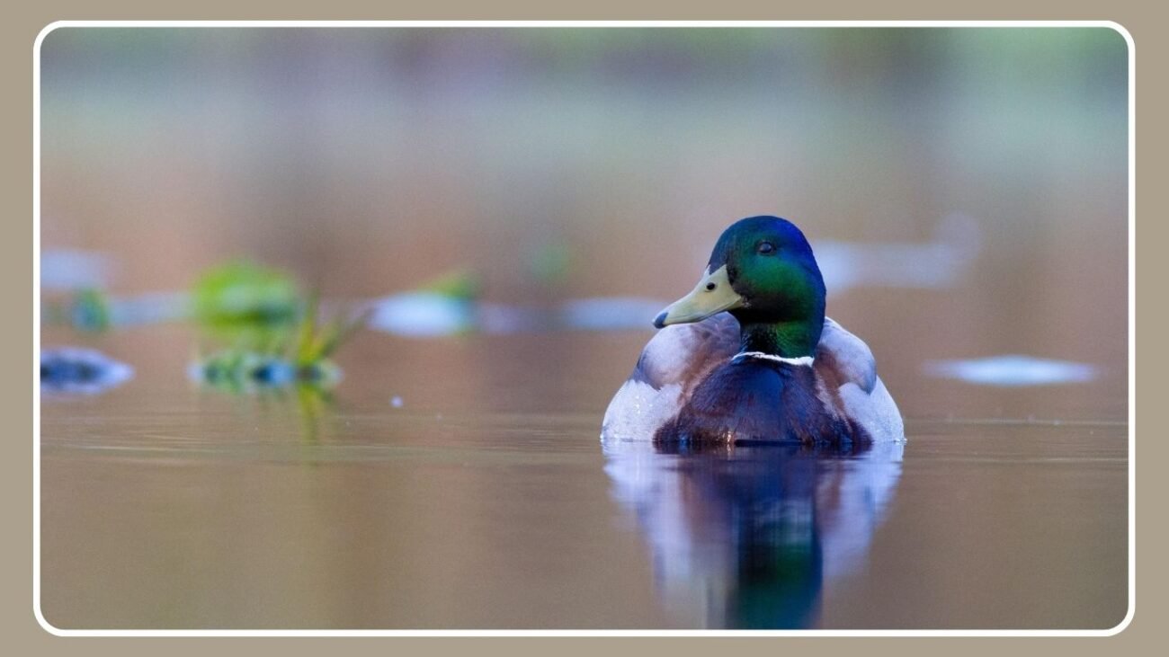 Human Impact on Duck Habitats