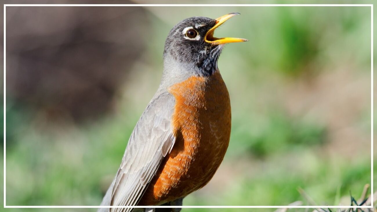 Vocalizations and Singing