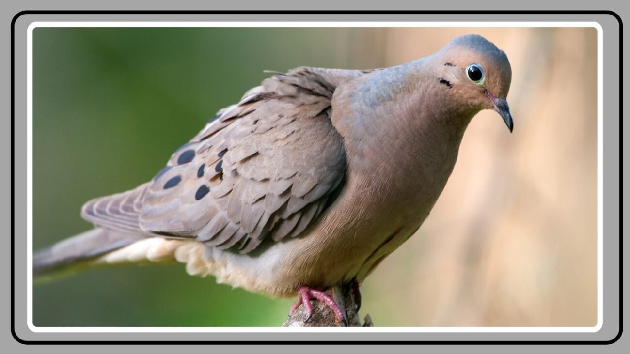 Where Do Mourning Doves Live?