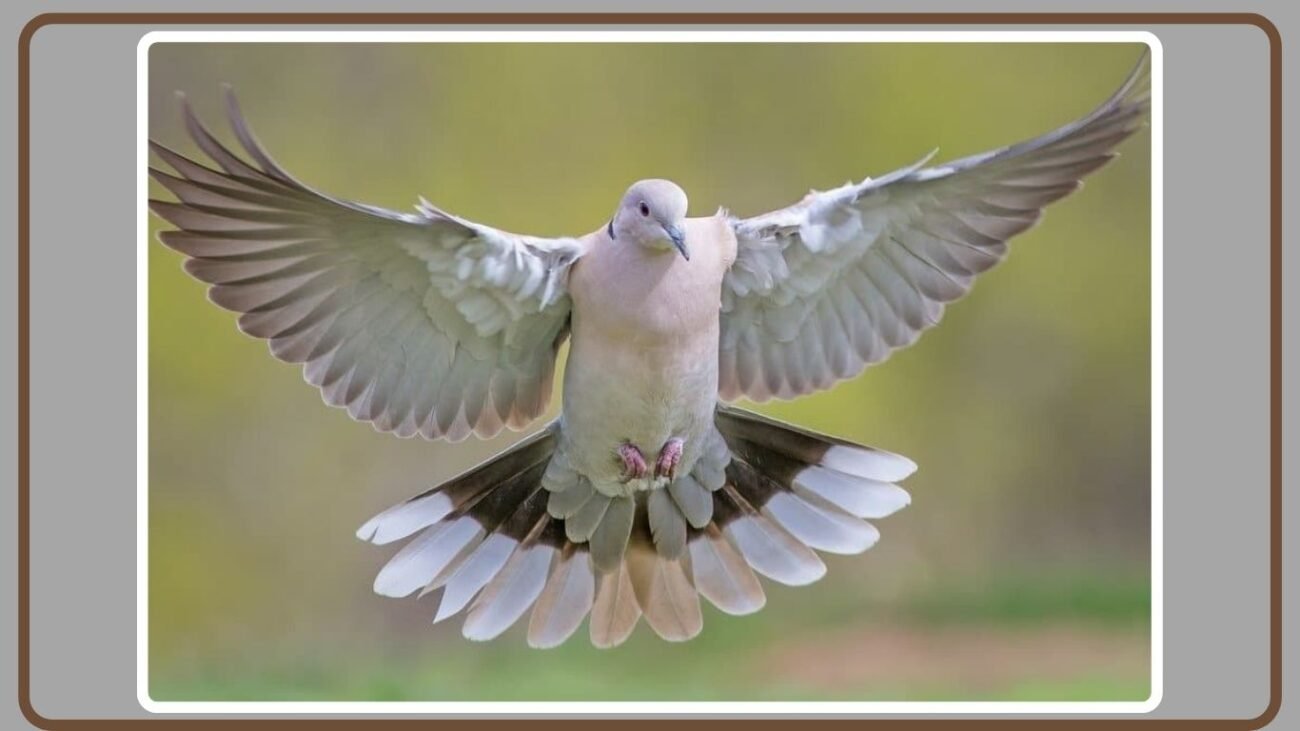 When Might Mourning Doves Become Territorial?