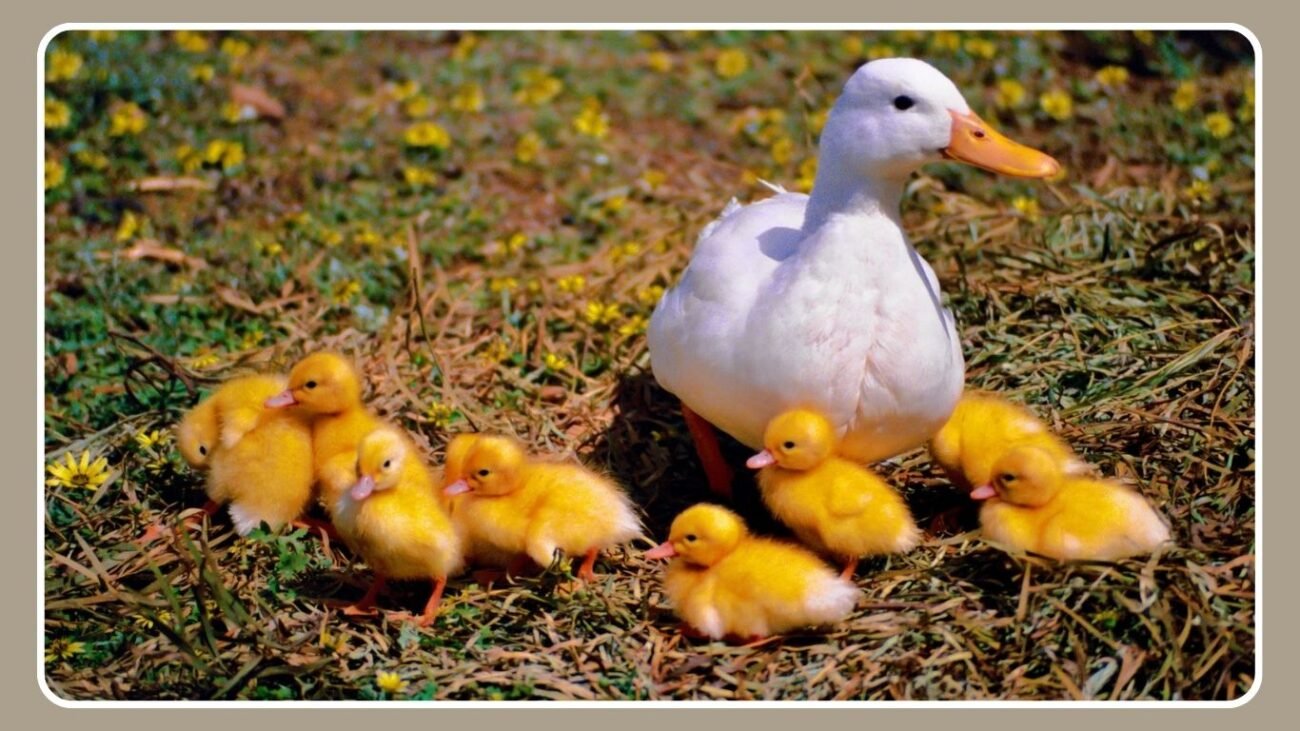 Fun Facts About Duck Homes