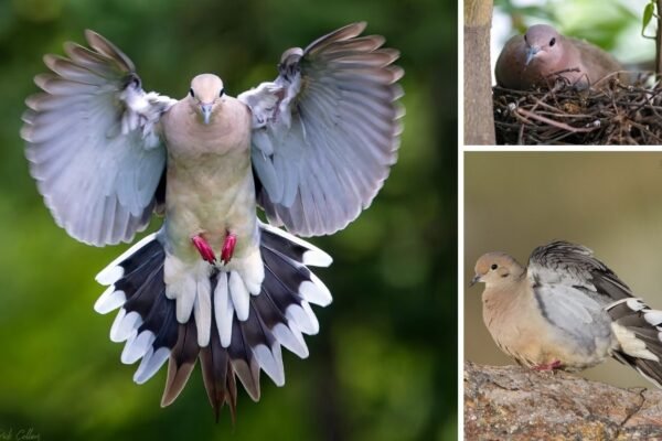 Are Mourning Doves Dangerous or Aggressive?
