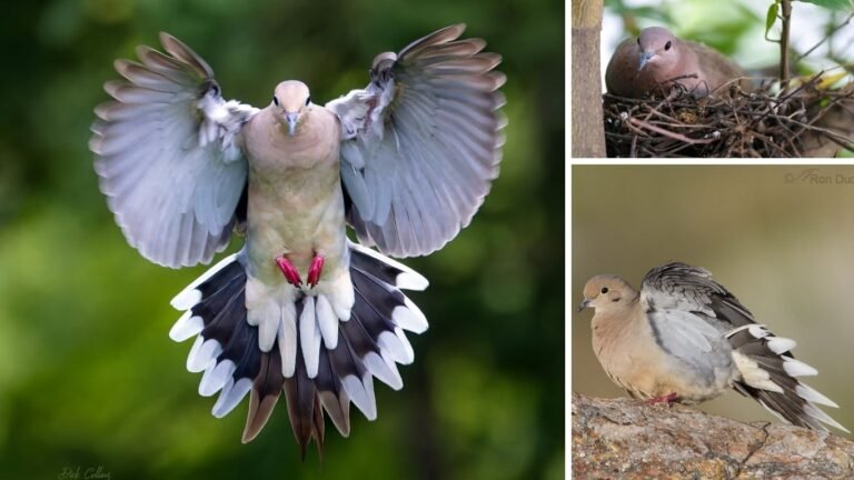 Are Mourning Doves Dangerous or Aggressive?