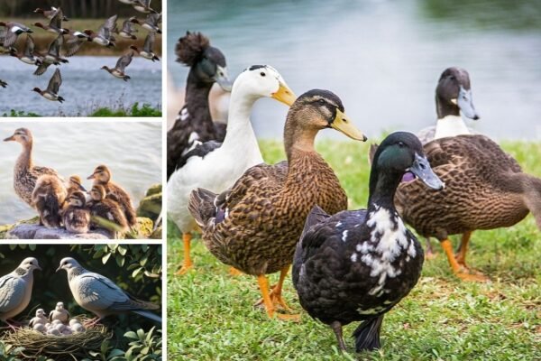 Where Do Most Ducks Live?
