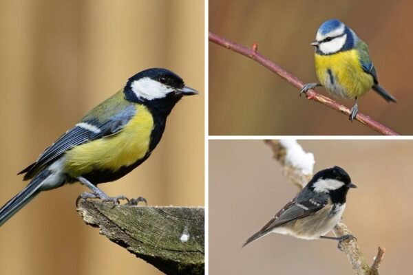 25 Types of Tit Birds