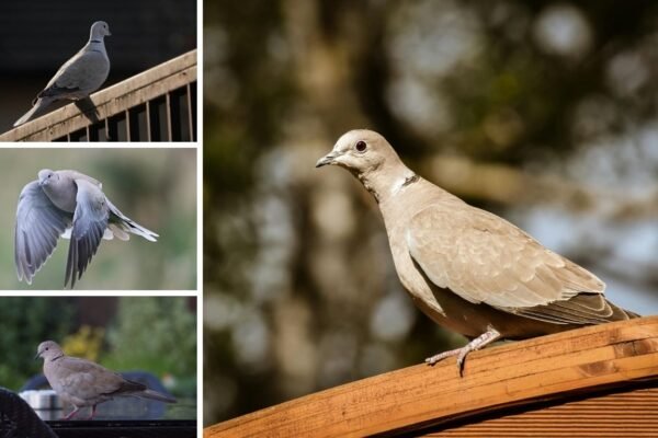 Eurasian Collared Dove: Identification, Behavior, Range, Lifecycle