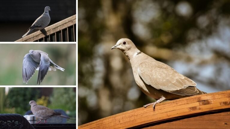 Eurasian Collared Dove: Identification, Behavior, Range, Lifecycle
