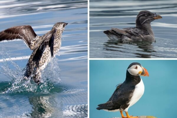 18 Types of Auk Birds