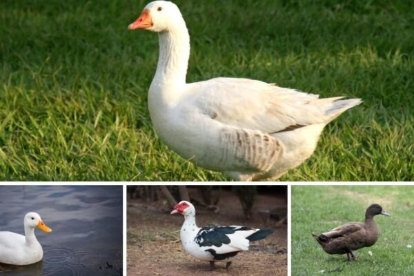 16 Types of  Common Domestic Ducks