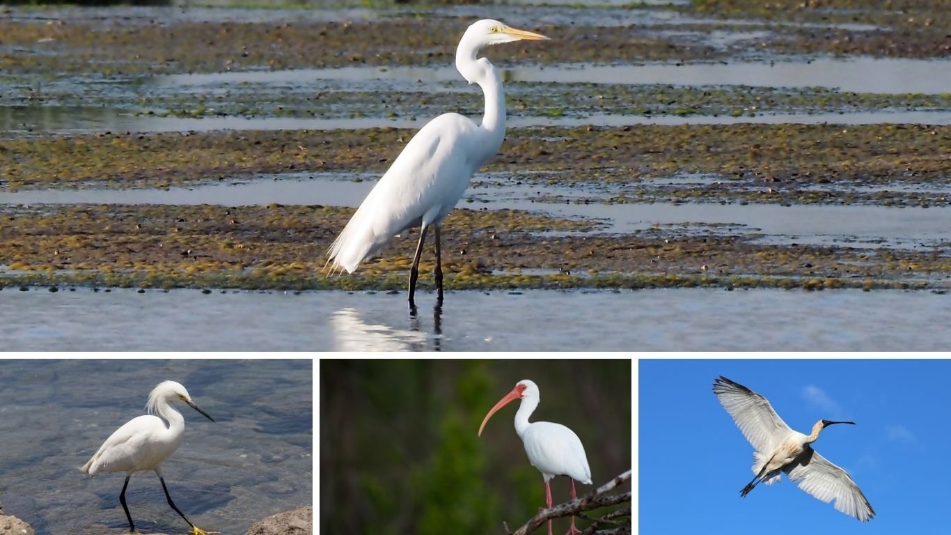 13 White Birds with Long Beaks