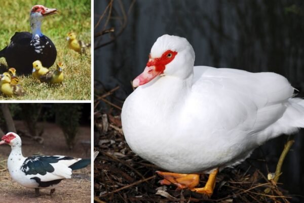 12 Types of Muscovy Ducks