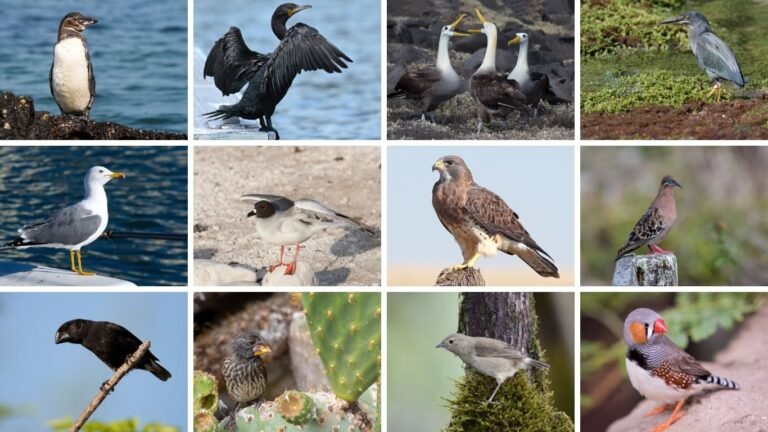 Birds Live in Galapagos