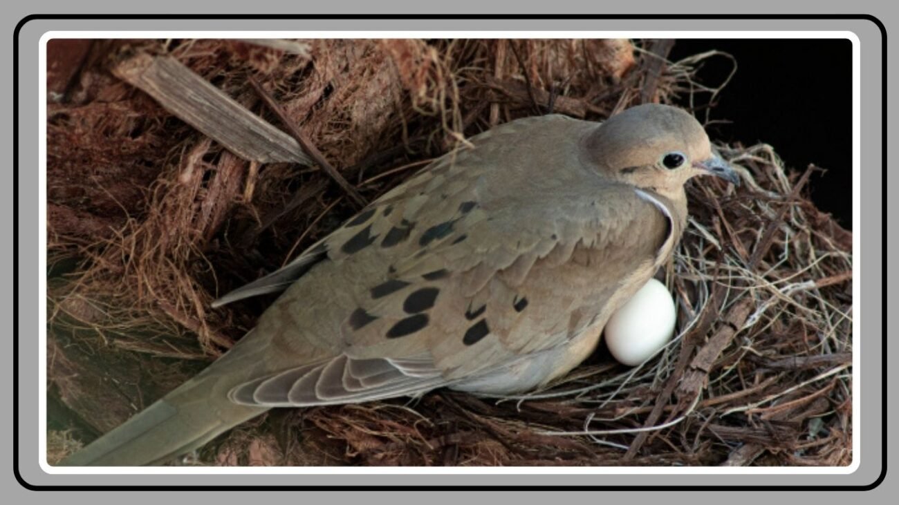 Natural Habitat of Mourning Doves