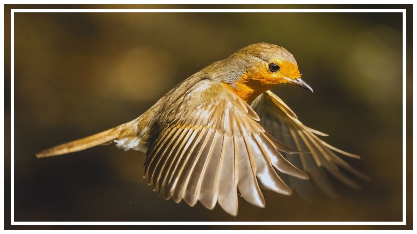 American Robin