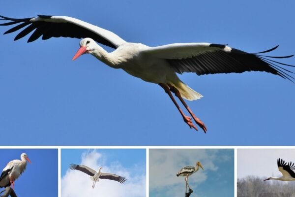 White Stork
