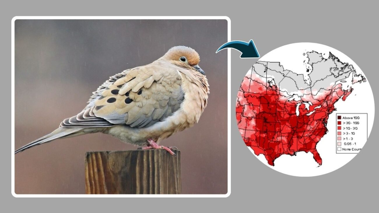Overview of Mourning Dove Population