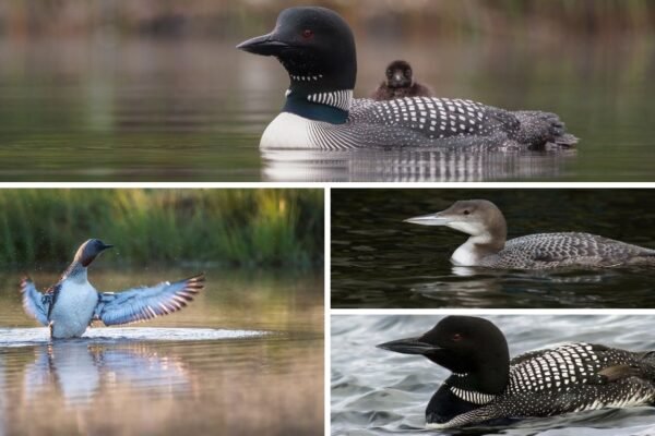 12 Types of Loons