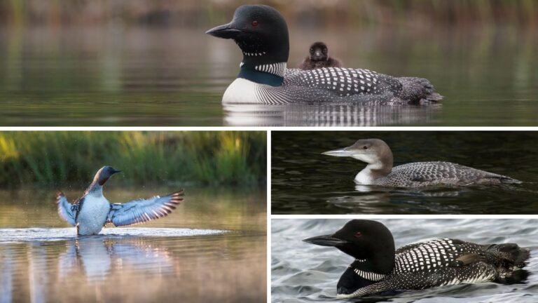 12 Types of Loons (Divers): Pictures, Regions & Identification