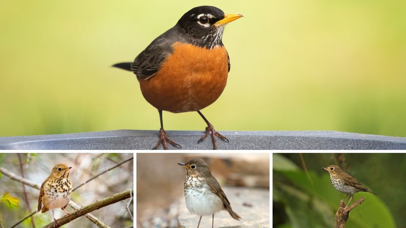 23 Common Types of Thrush Birds