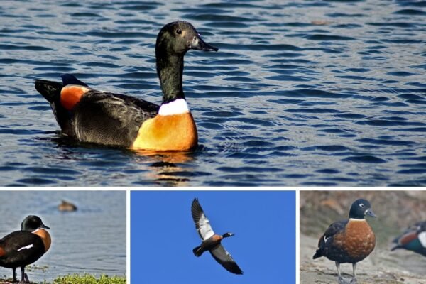 21 Facts About the Australian Shelduck