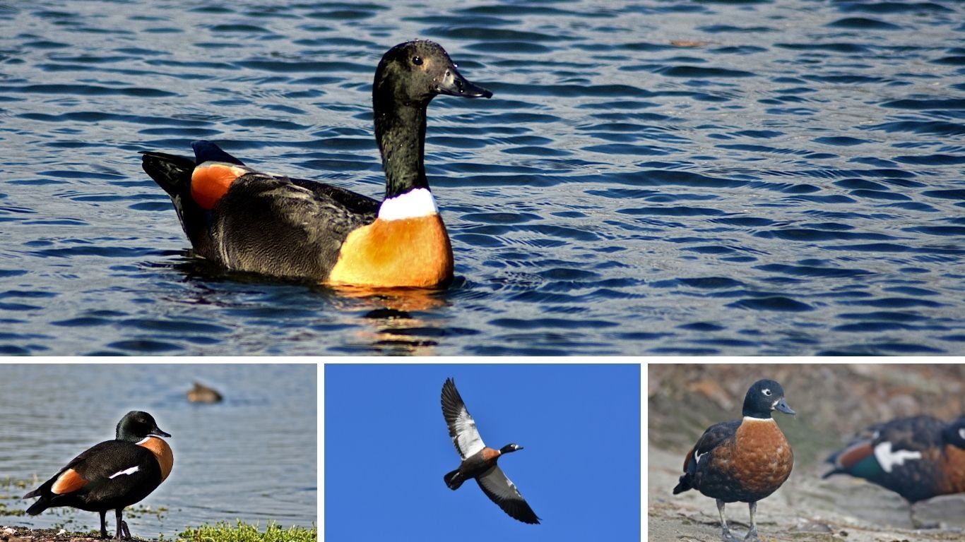 21 Facts About the Australian Shelduck