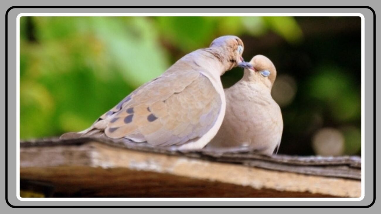 Migration Behavior and Seasonal Movement
