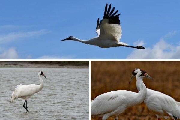 16 Types of Common Crane Birds