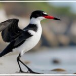 Black Skimmers