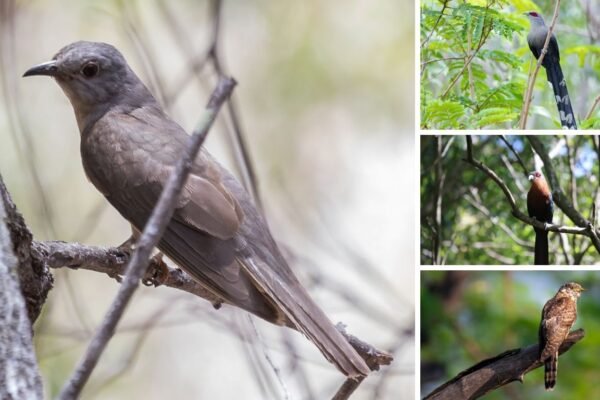 35 Types of Common Cuckoo Birds