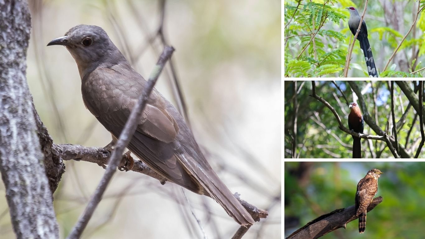 35 Types of Common Cuckoo Birds