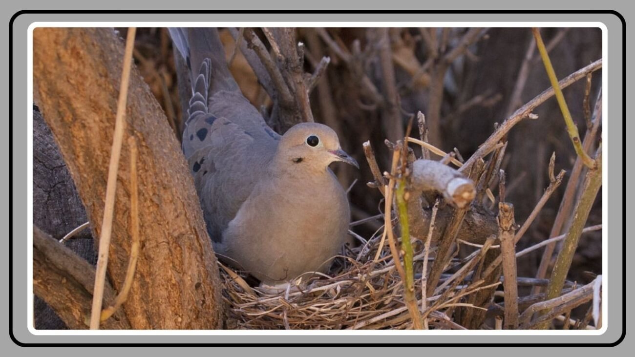 Nesting Preferences and Behavior