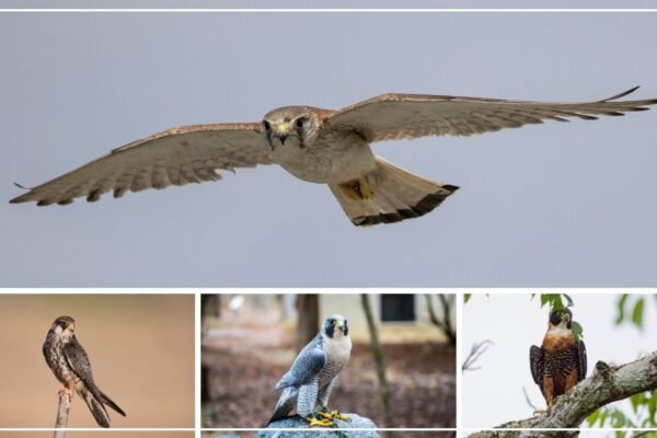 20 Types of Falcons Birds