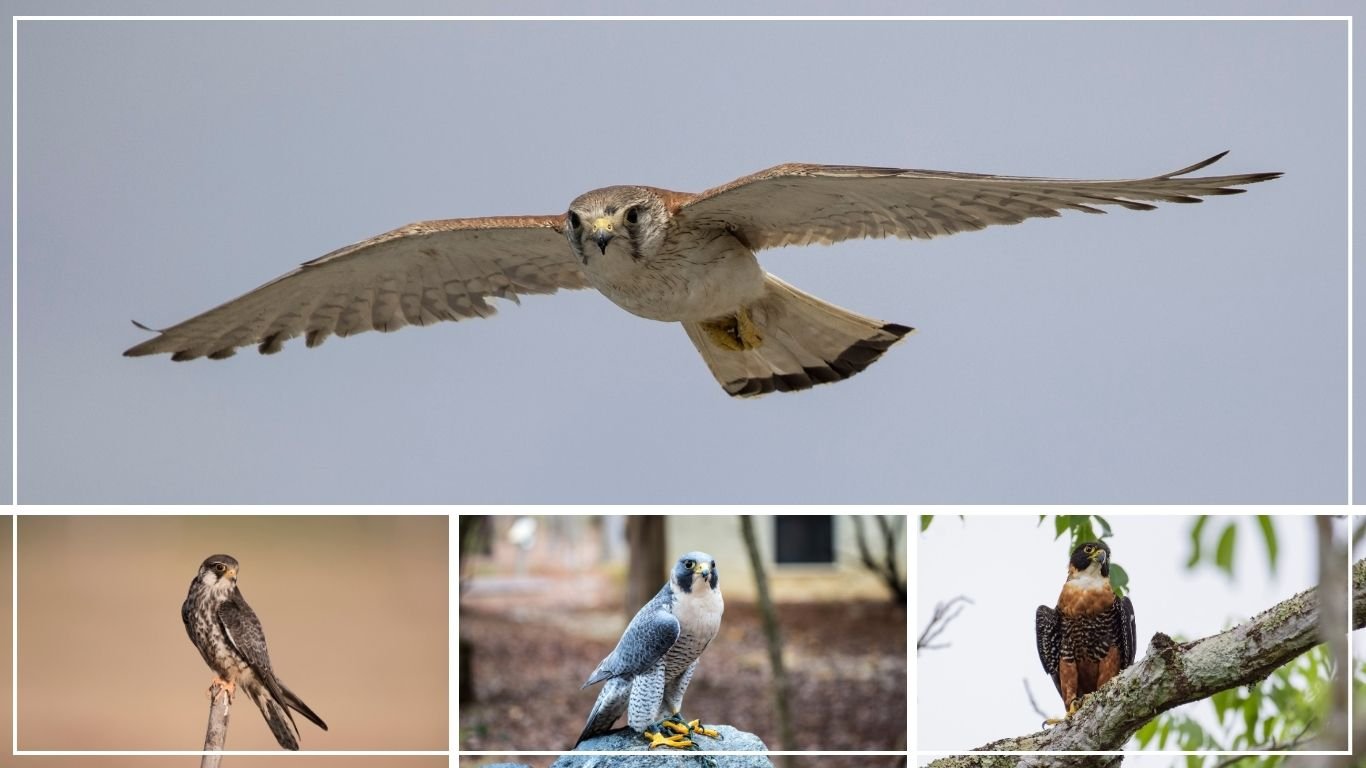 20 Types of Falcons Birds