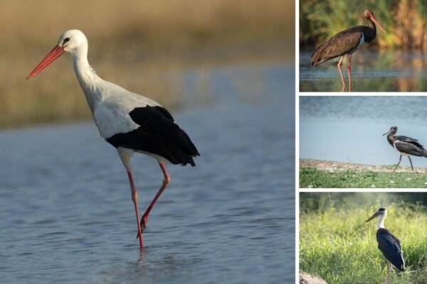 19 Types of Storks
