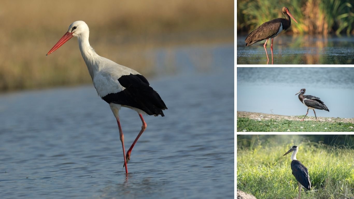 19 Types of Storks