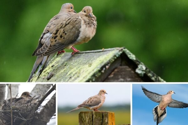 Mourning Dove Nesting Habits