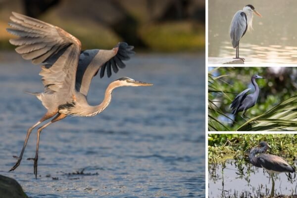 17 Common Types of Herons
